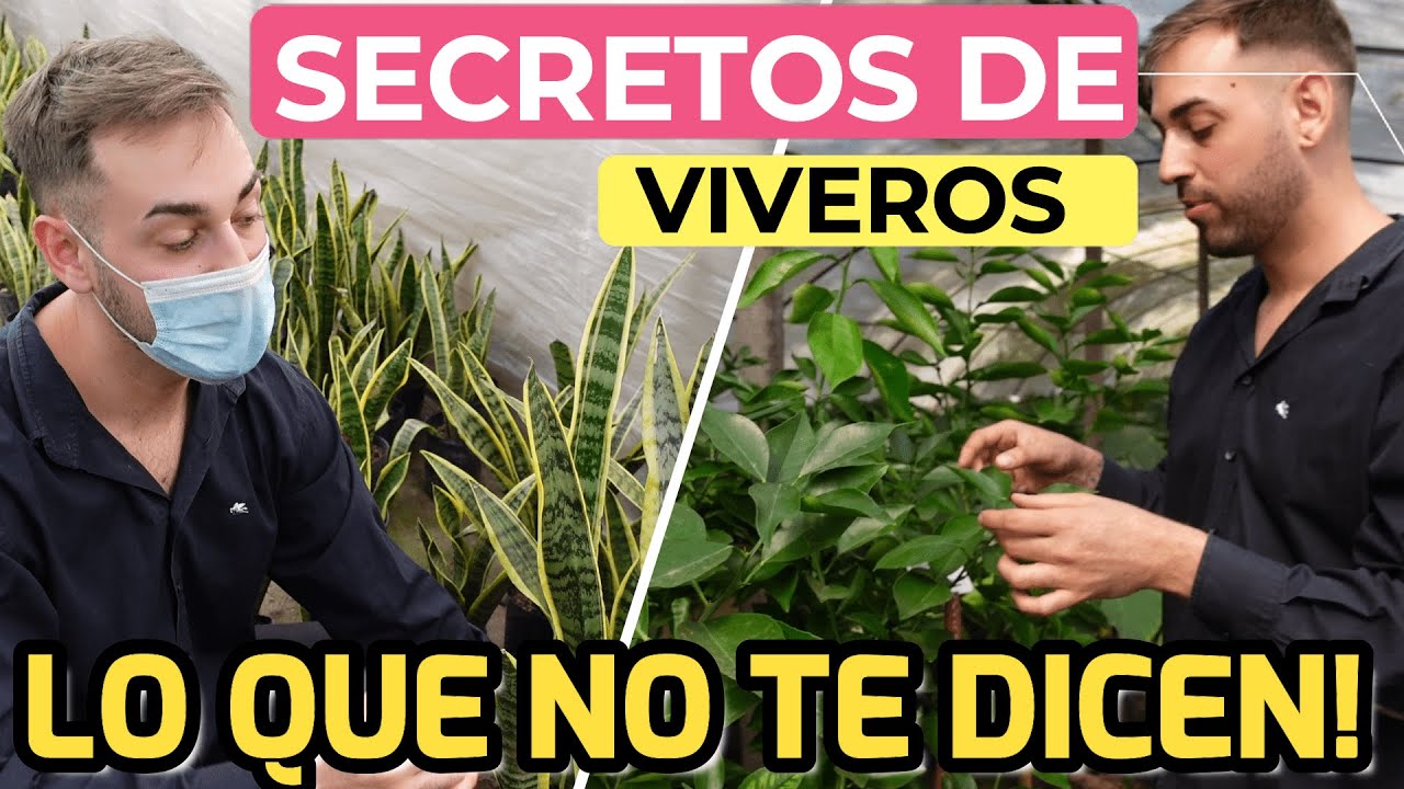 Antes De IR AL VIVERO MIRA ESTE VÍDEO 😱 3 CONSEJOS Para Cuidar Tus PLANTAS NUEVAS! COMPRE DE TODO 💚