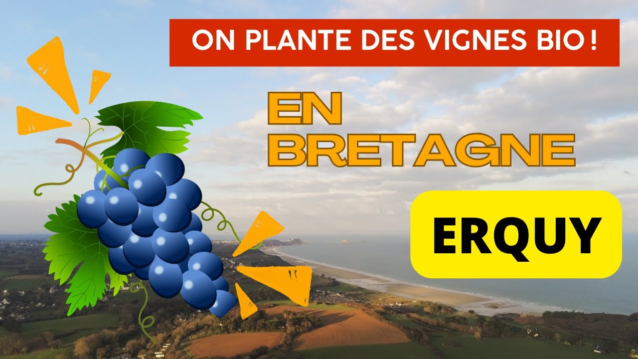 Erquy : Entre Mer et Vigne – À la Découverte d'un Vignoble Unique
