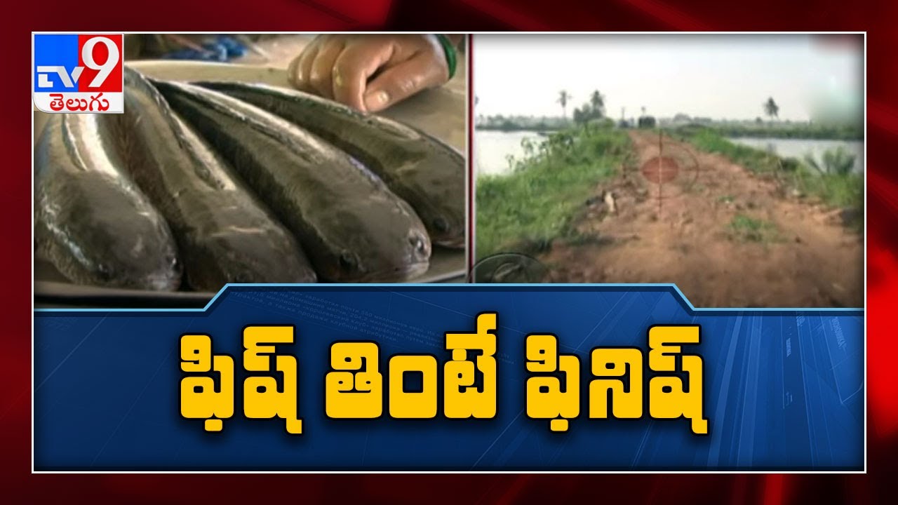 ఫిష్ తింటే ఫినిష్ : TV9 నిఘాలో బయటపడ్డ బండారం - TV9