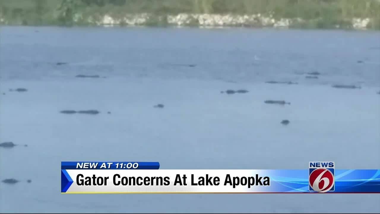 Lake Apopka Gators