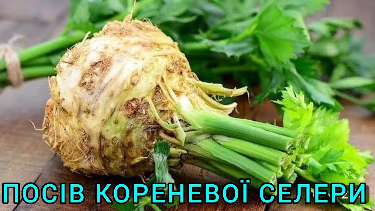 ЯК ВИРОЩУВАТИ КОРЕНЕВУ СЕЛЕРУ🍀