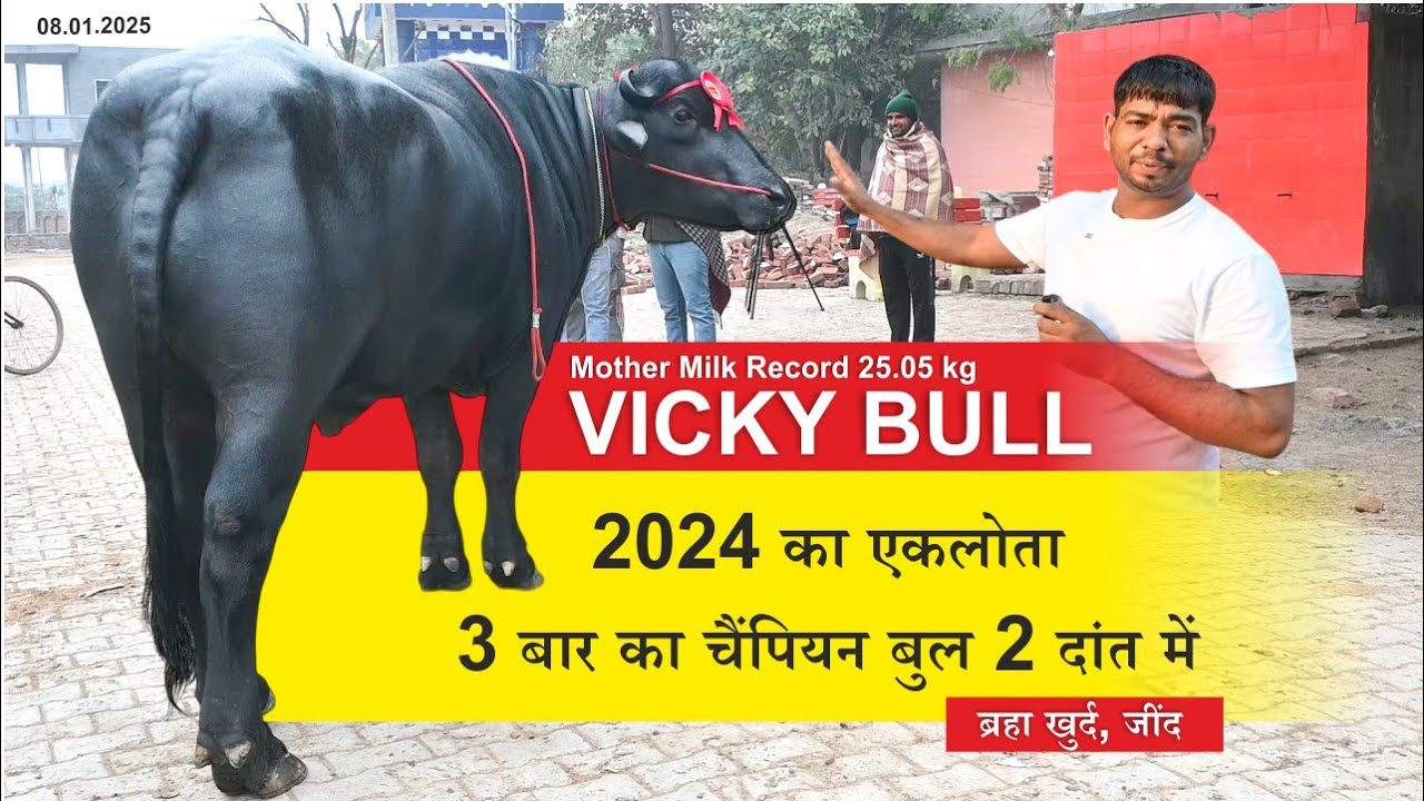 2024 का इकलौता 3 बार का चैंपियन बुल 2 दांत में, MILK + BEAUTY VICKY BULL BARHA KHURD, JIND