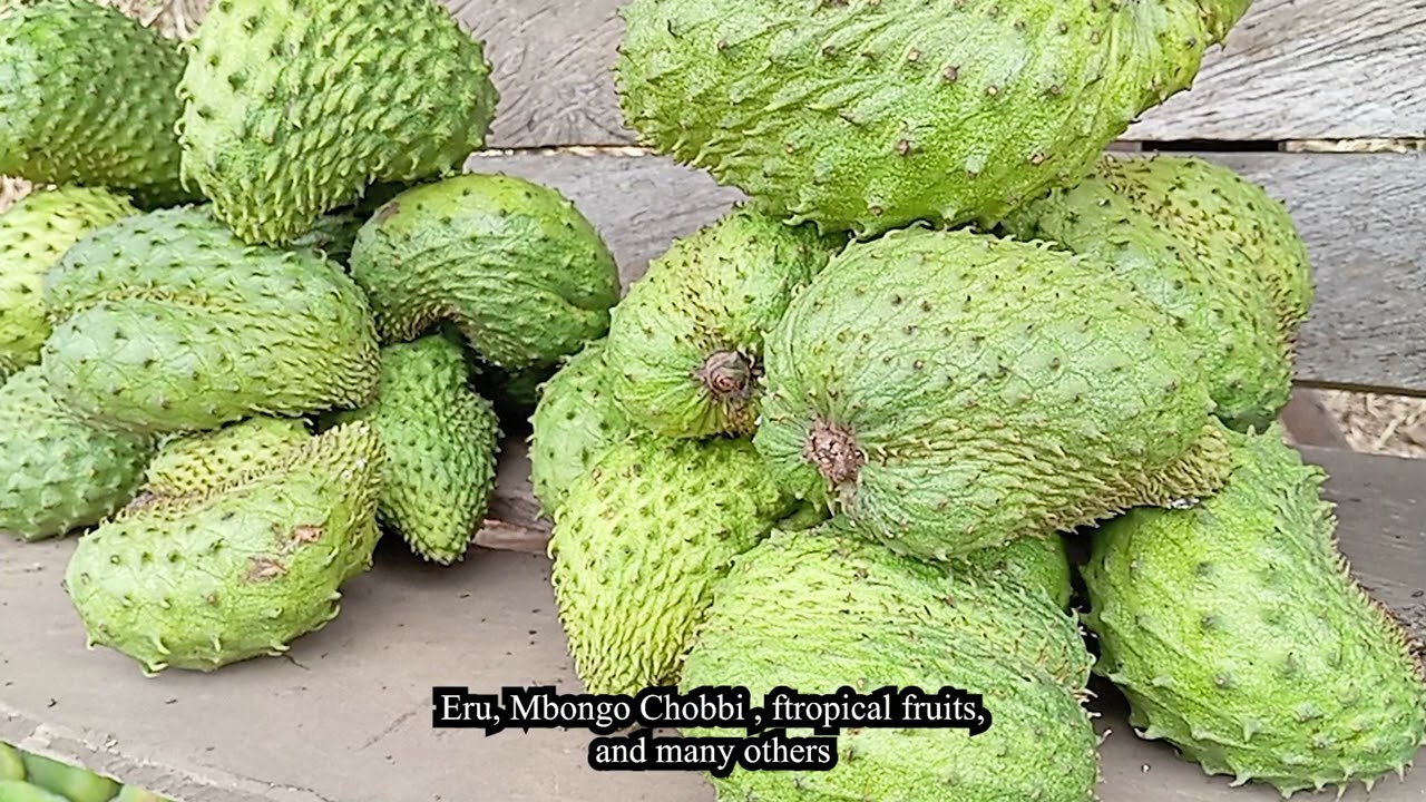 Nkongsamba, Terre d’espoir