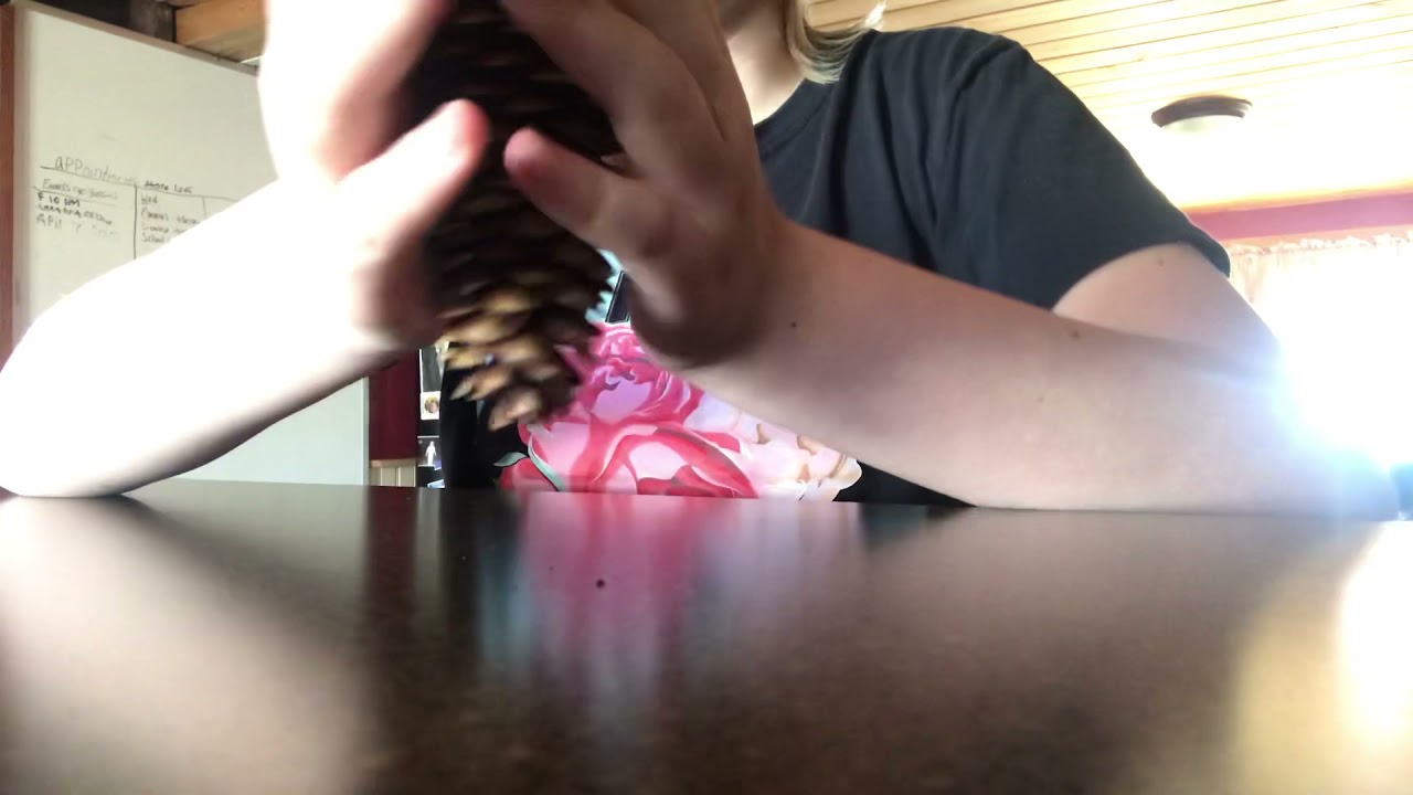 1 min of pine cone ASMR (nice sounds)