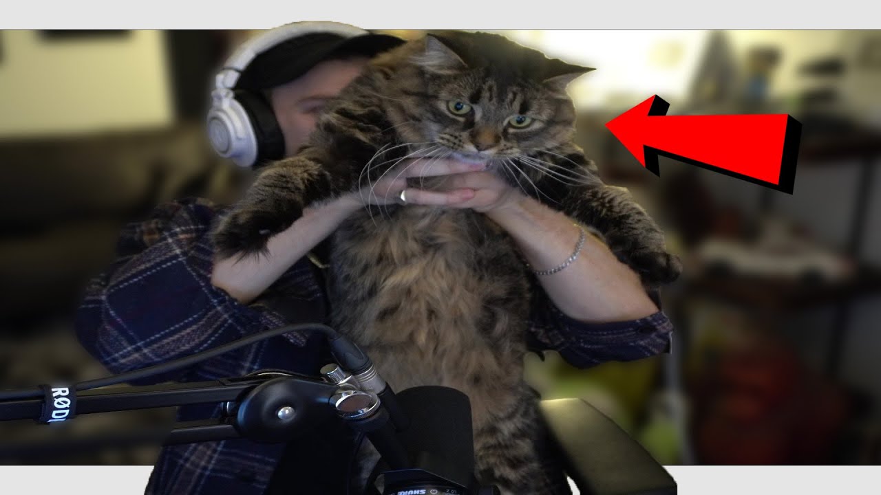 Reacting To Memes My Cat Thought Were Funny