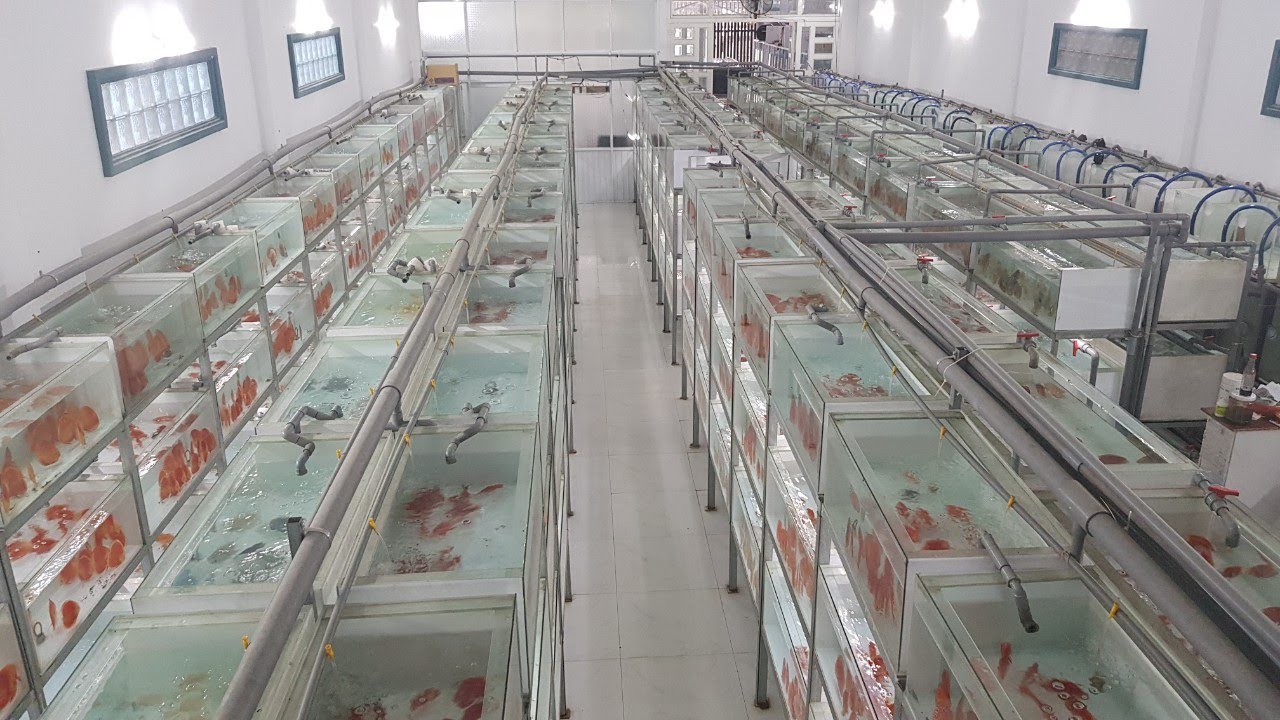 TRẠI CÁ DĨA LỚN NHẤT VIỆT NAM