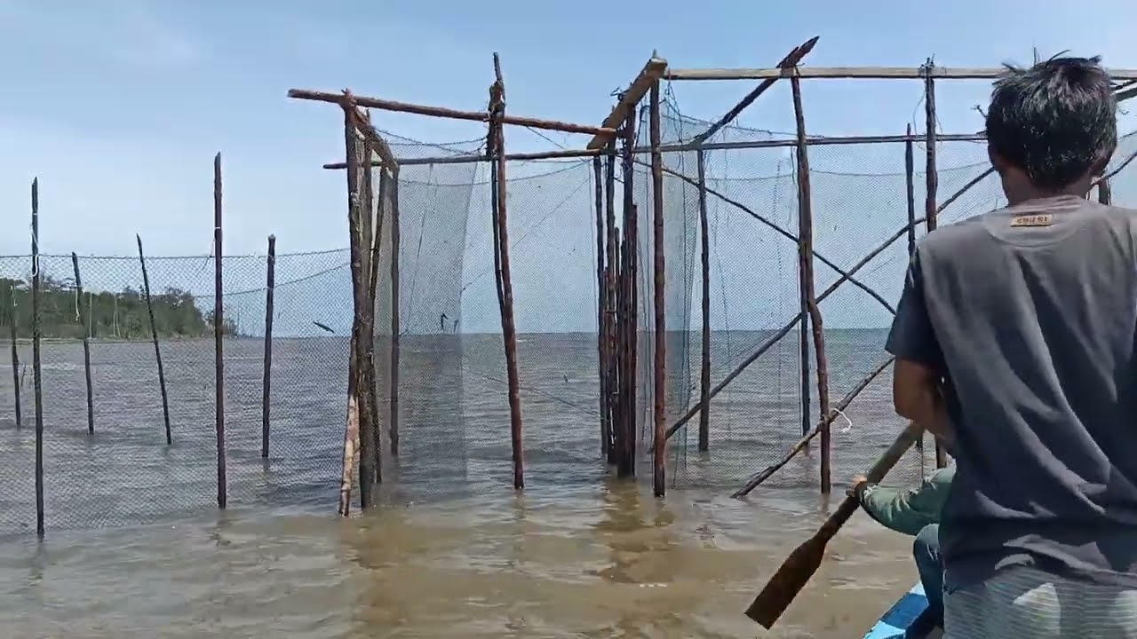 Bagang tancap dapat hewan di lindungi || sekali angkat 1 peti