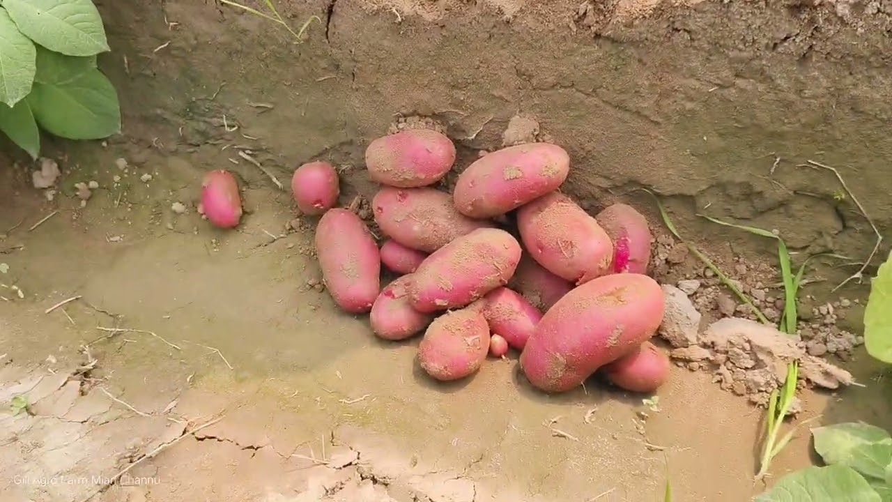 Potato variety Meryem. Check the potato plant .Gill Agro Farm Mian Channu pakistan. 03007923223.