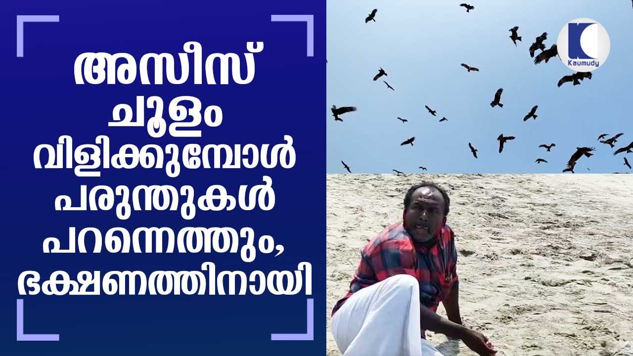 A rare, unusual bond between Azeez and hawks | Kozhikode