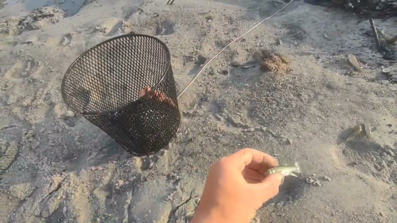 How to Catch Mud Minnows like a PRO