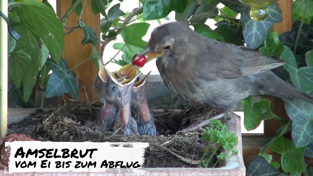 Amselbrut in unserem Balkonkasten.