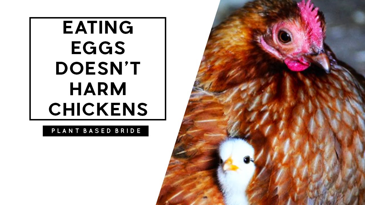EATING EGGS DOESN'T HARM CHICKENS. // VEGAN MYTH BUSTER EPISODE 3 // PLANT BASED BRIDE