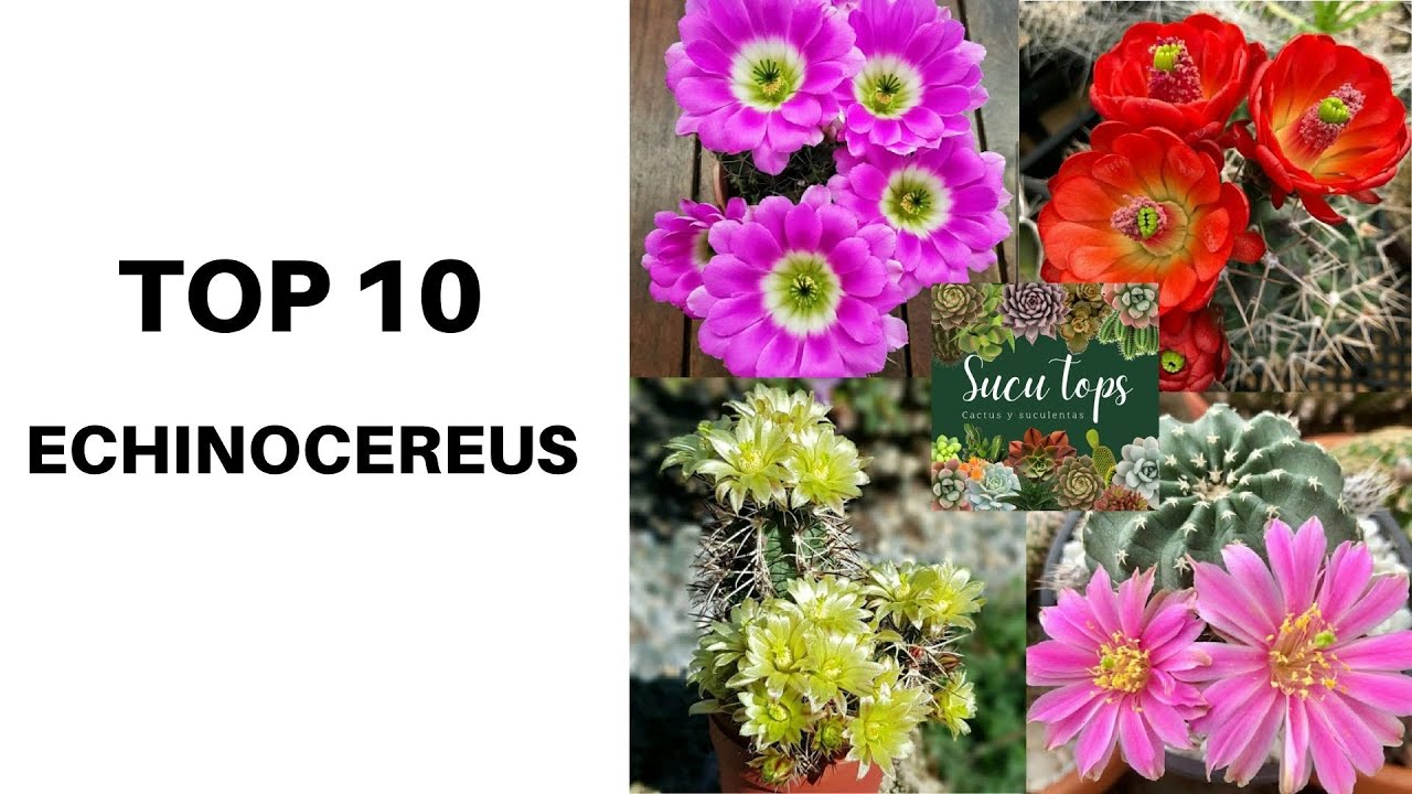 TOP 10 ECHINOCEREUS