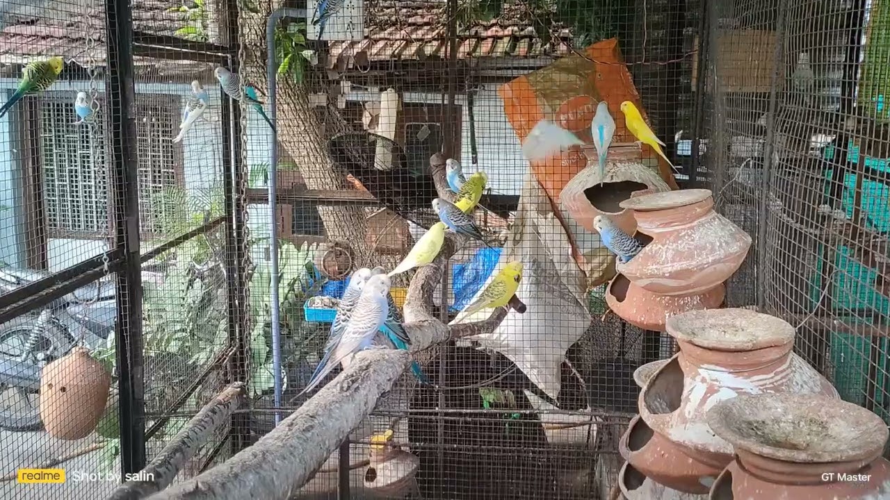 EARLY MORING WITH BIRDS @PARROTDIPANKAR @natgeoindia @OURDAHOD @NilaGuppy.7836
