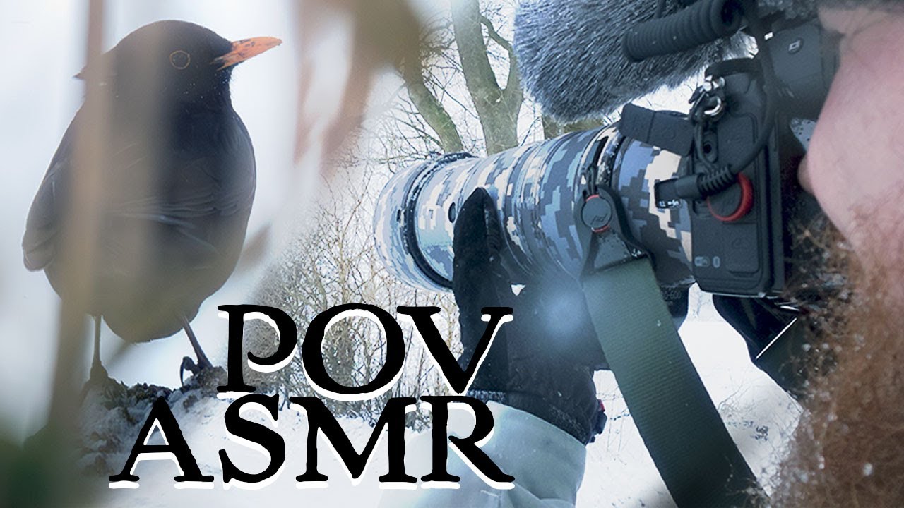 Winter Wildlife on Country Roads: An Immersive Silent ASMR Photowalk | NatureRAW