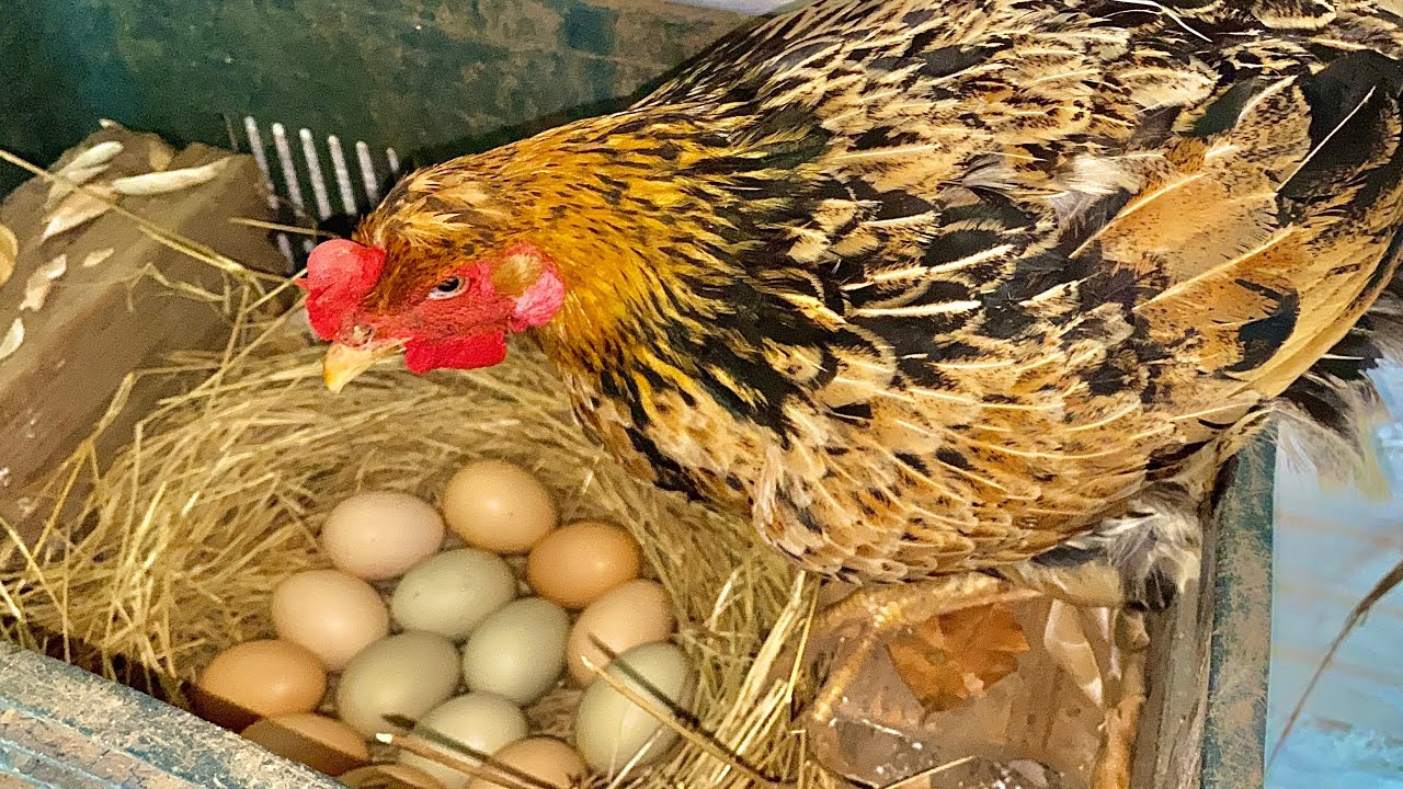 COMPREI OVOS DE FORA E BOTEI NA GALINHA PARA CHOCAR AQUÍ NO CRIATÓRIO!!!
