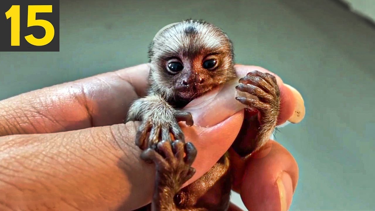 15 CUTEST Exotic Animals