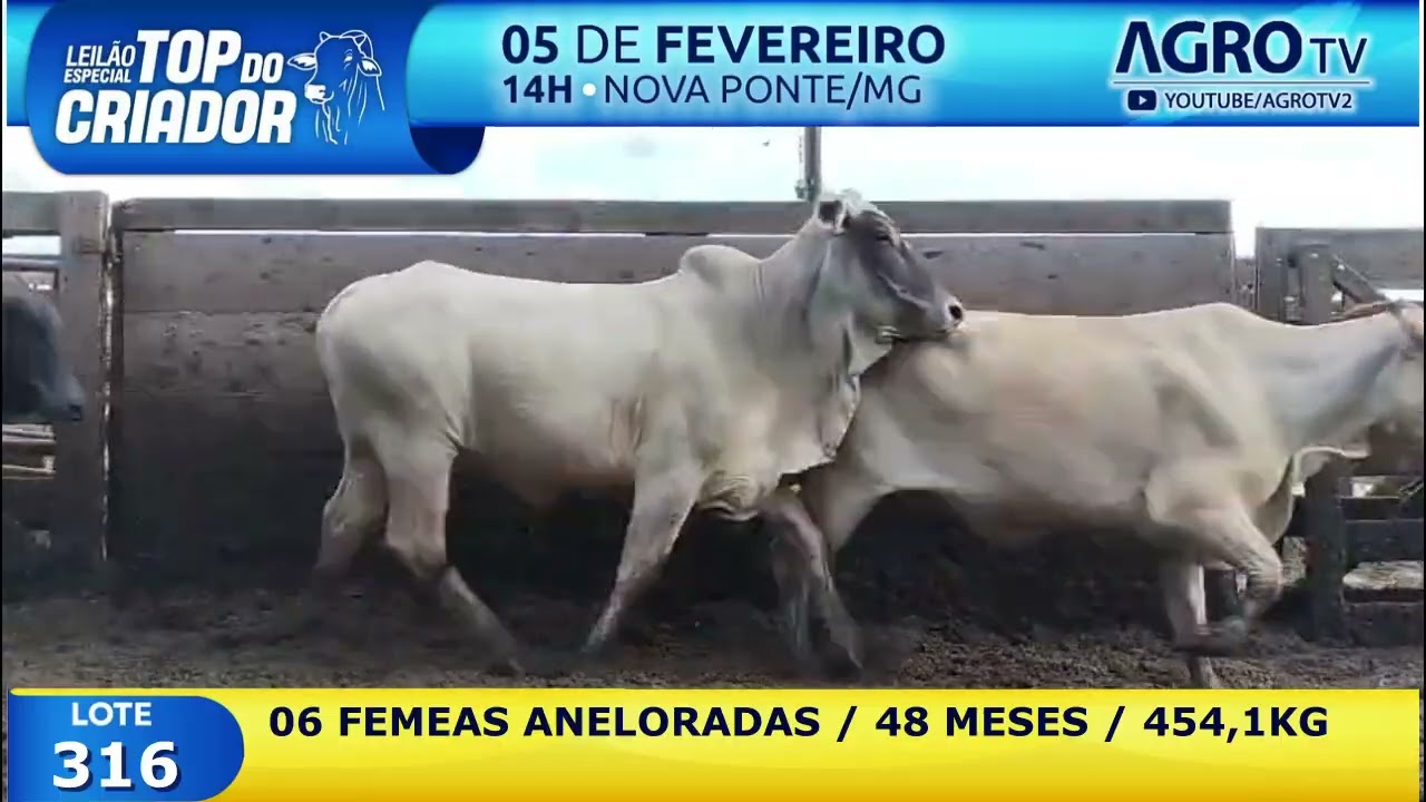 316   06 FEMEAS ANEL   454K