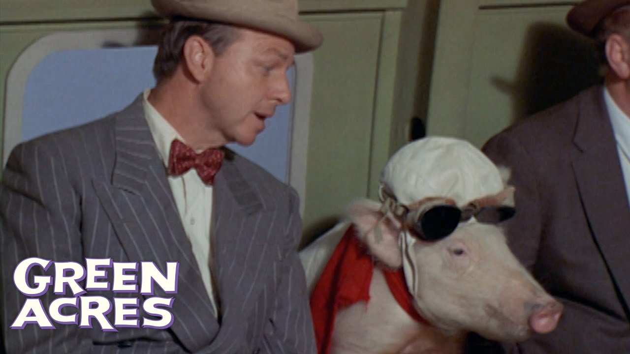 Arnold The Pig Mistakenly Takes A Flight To Washington | Green Acres