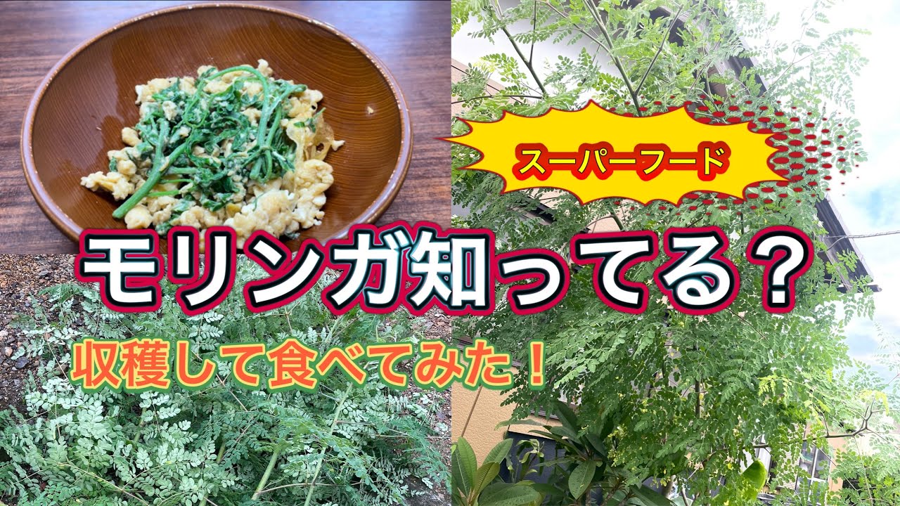 モリンガ食べてみた！スーパーフードとして注目されている野菜！家庭菜園でも育てることができます。シンプルに卵と炒めて美味しかった。