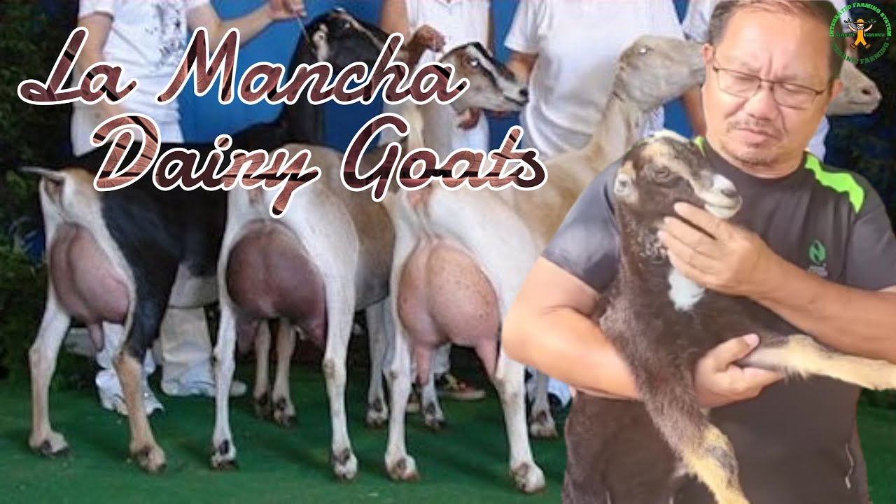 Lamancha Dairy Goats | Goat Farming in the Philippines