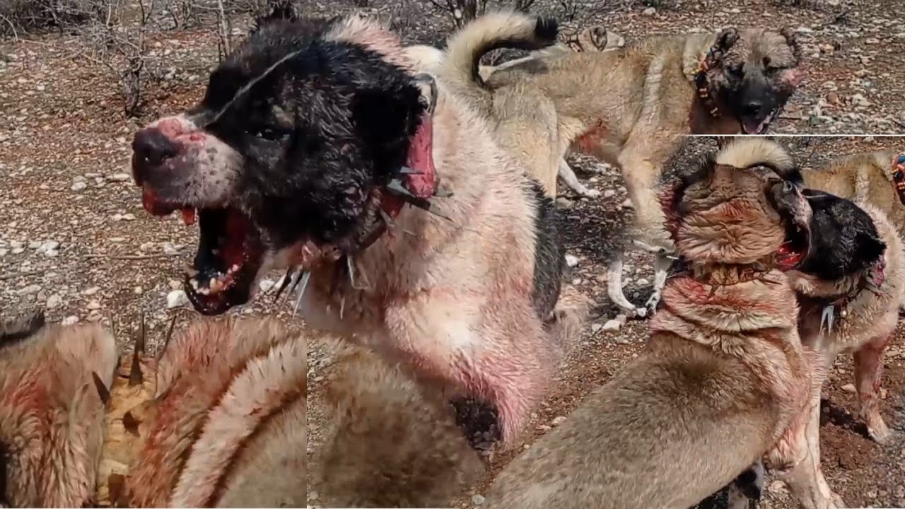 KÖPEKLERİMİ HİÇ BÖYLE GÖRMEMİŞTİM YETİŞMESEM GARİP ÖLÜYORDU