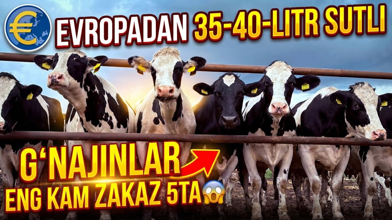 35-40-LITR SUT BERADIGAN G’UNAJINLAR,EVROPADAN SAMALIYOTDA KETADI,ENG OZ ZAKAZ 5 TA YANGILIKNI UDARI