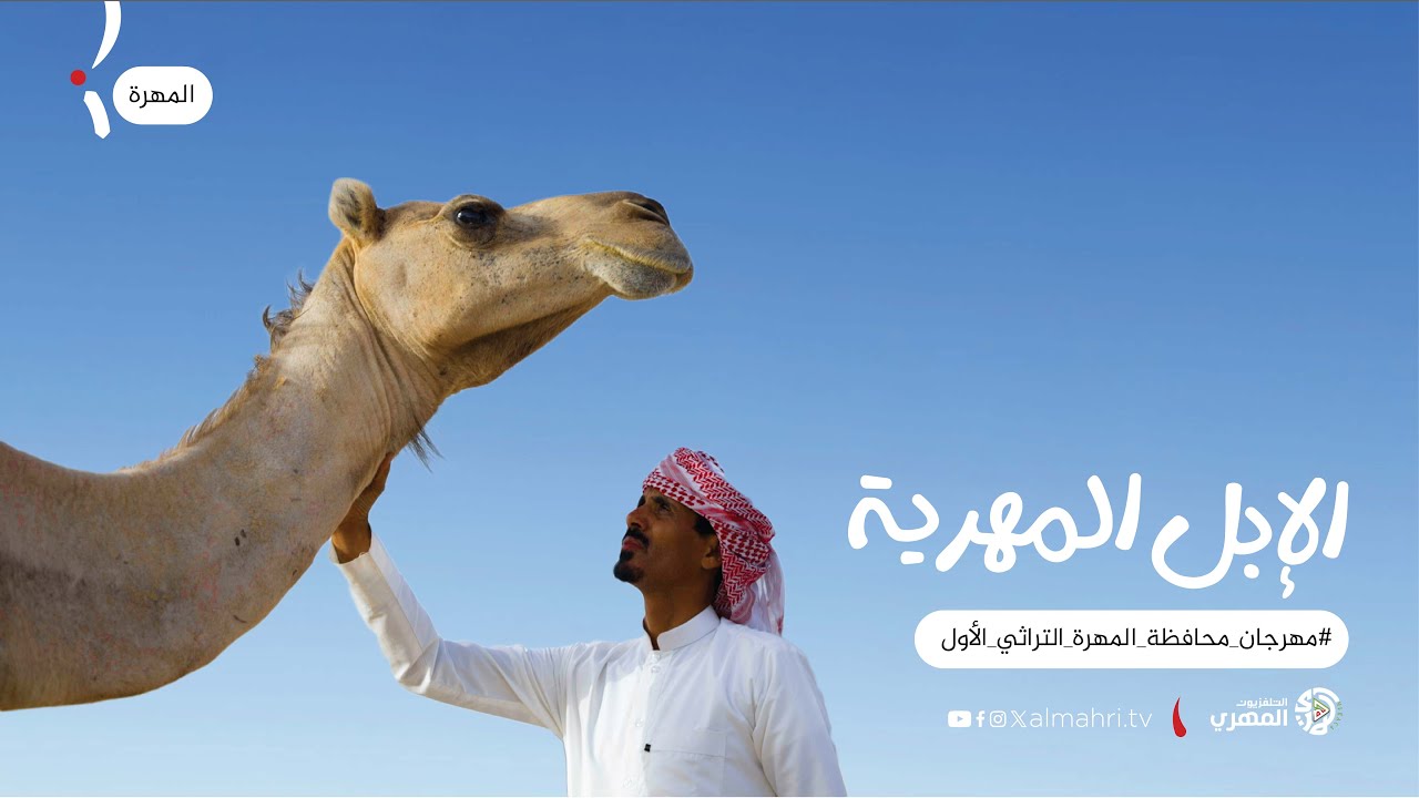 شاهد فلم | الإبل المهرية | إنتاج : #التلفزيون_المهري