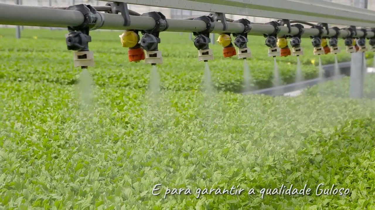 Guloso | A plantação do tomate