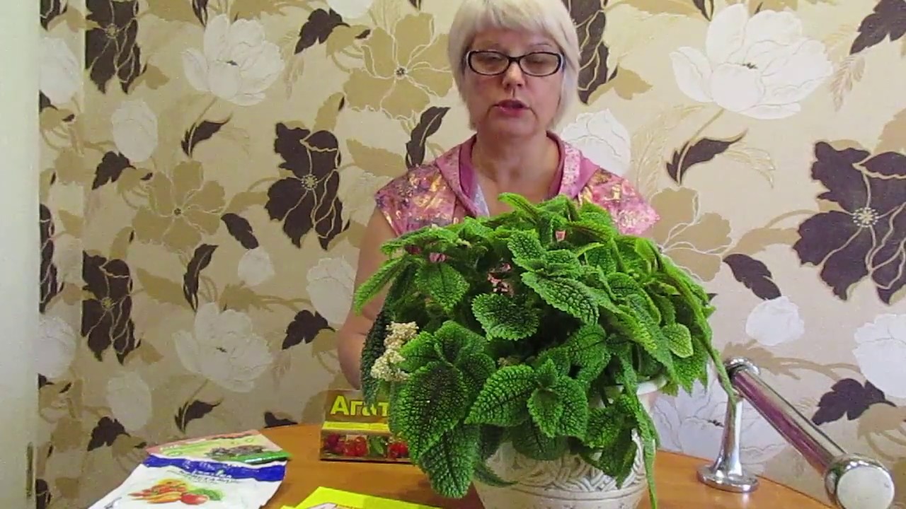 Красавица Пилея 11.10.2018