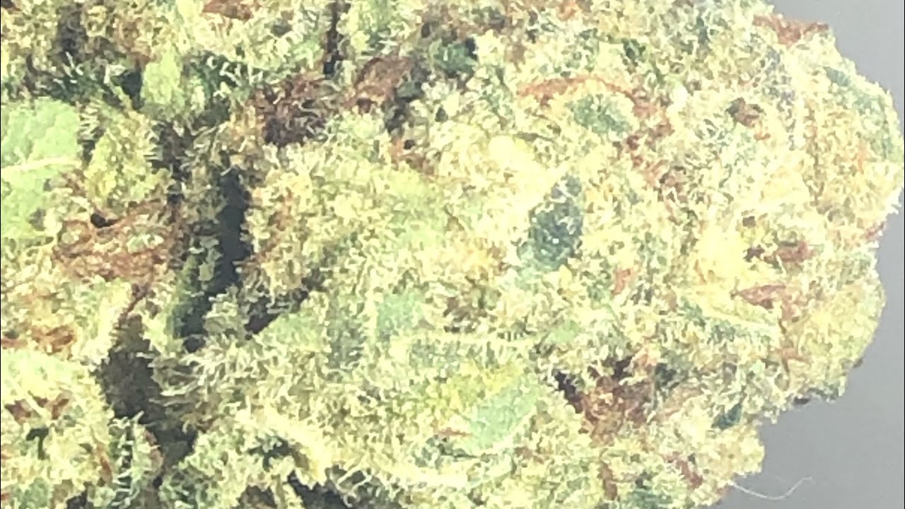 Lemon Tree strain review