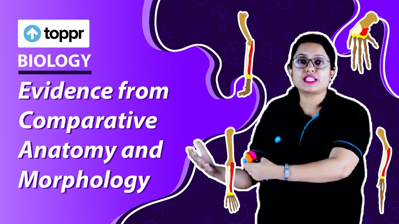 Evidence from Comparative Anatomy and Morphology | Evolution | Class 12 Biology
