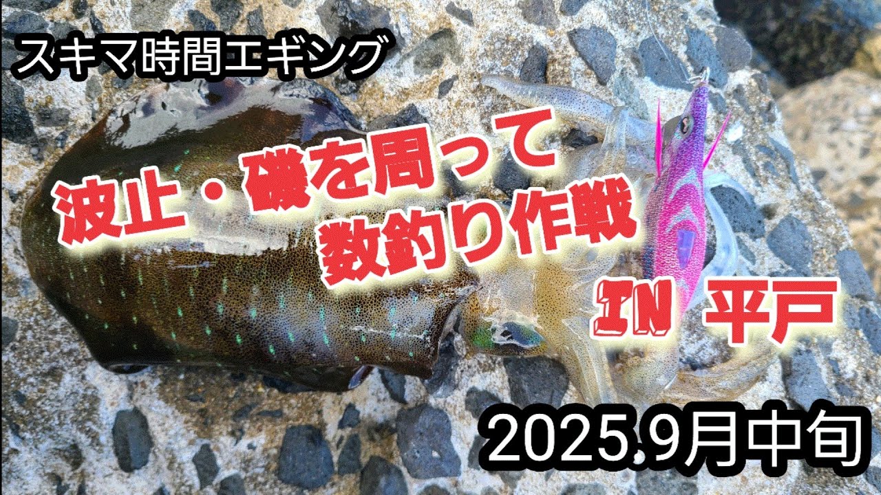 2025.9月　釣れる！　平戸エリアへエギング調査