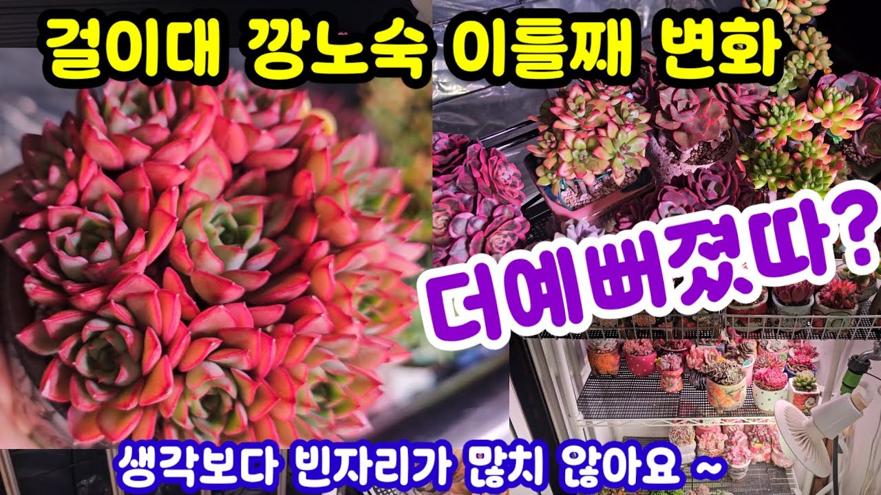 다육이 키우기 걸이대 노숙 이틀째 🌸그새 색이 더 들었어요 ☘️막간에 신입 다육이도 소개해요 😆