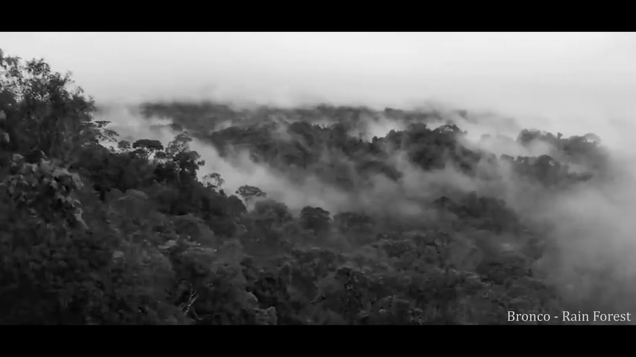 Bronco - Rain Forest