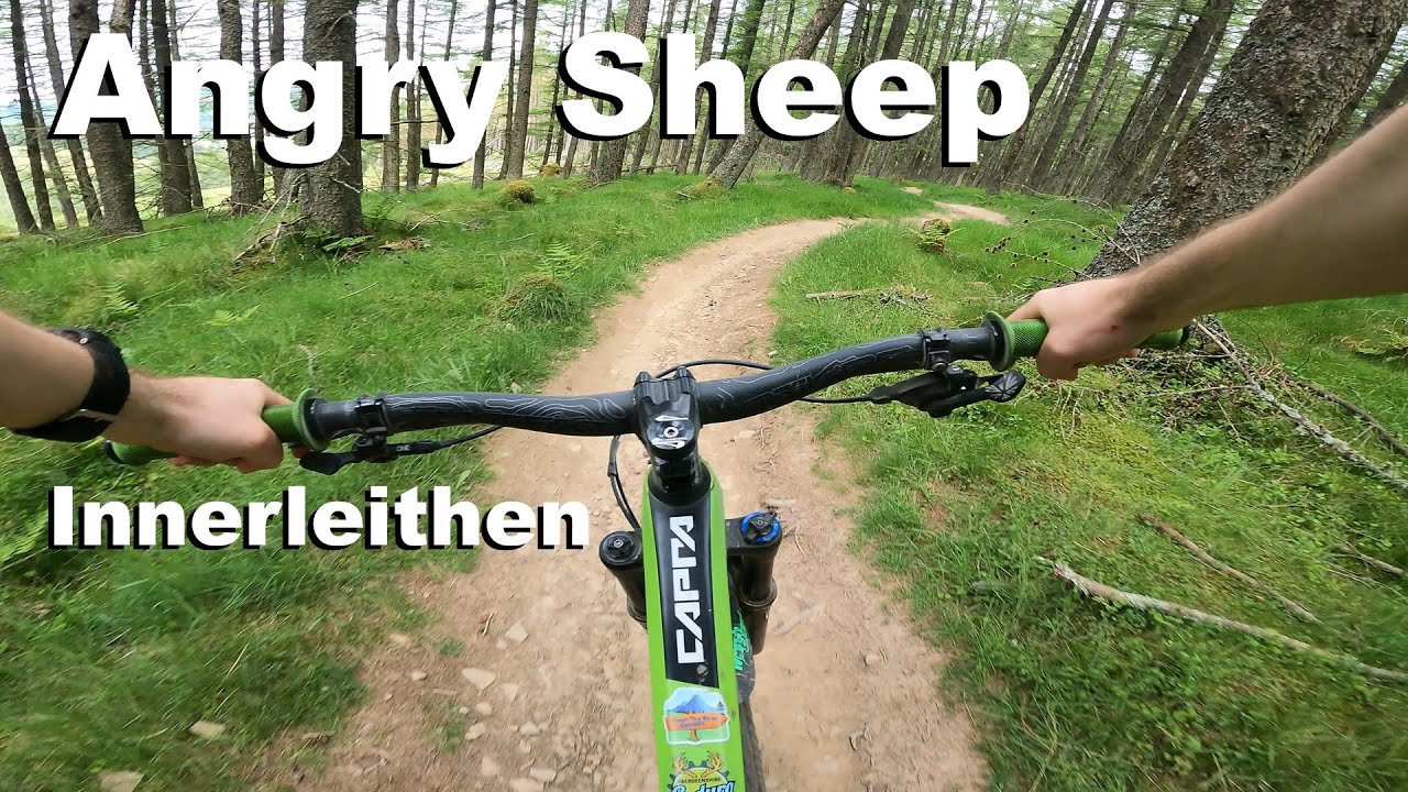Angry Sheep - Innerleithen