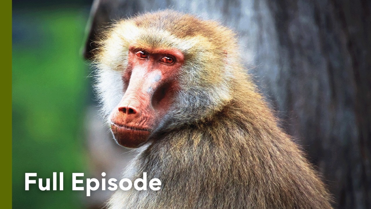 Survive or Die: Primate Survival Stories | Wildlife Icons 107