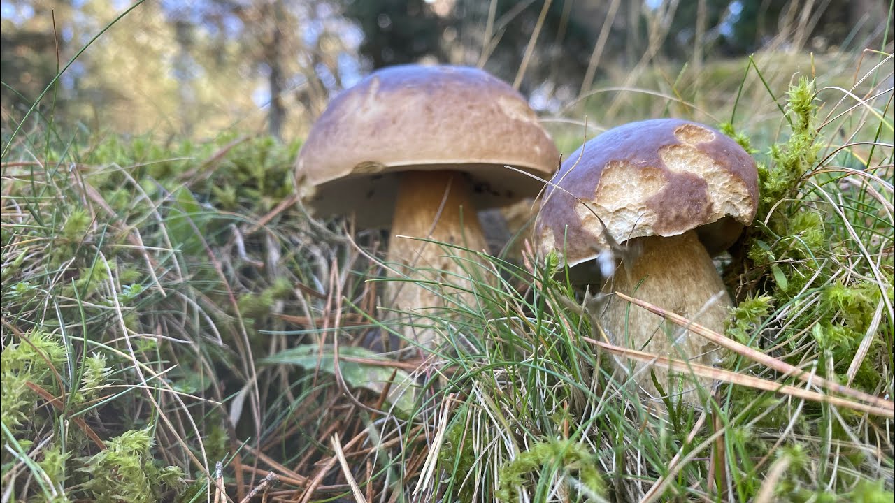 Boletus Edulis en La Rioja 2023 vaya espectaculo!!!!