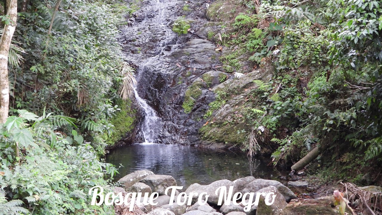 Bosque Toro Negro, Cabaña Doña Juana #puertorico