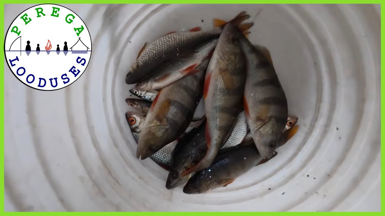 Püüame vimba, telgime ja lõpuks päästab päeva...