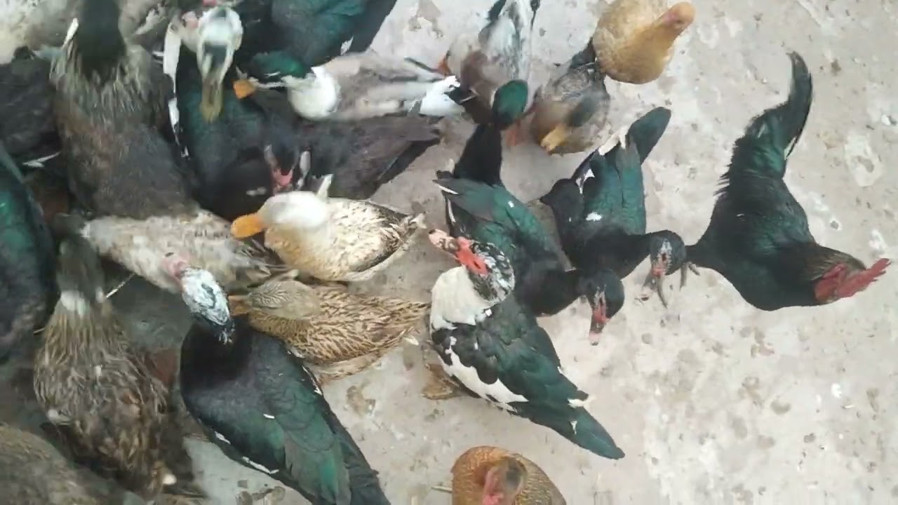 ducks and henدانہ ایسے کھارھے  ھیں جیسے پاکستانی قوم شادی کے کھانے پر