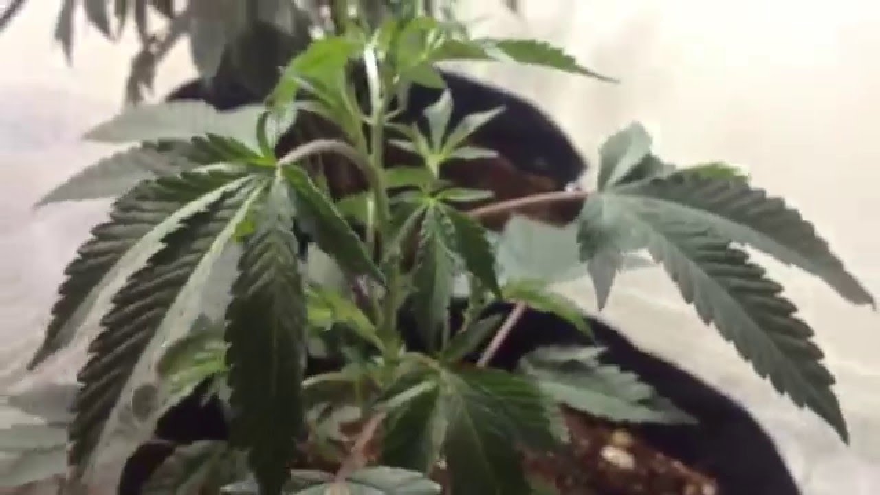 Gsc Forum Cut Update