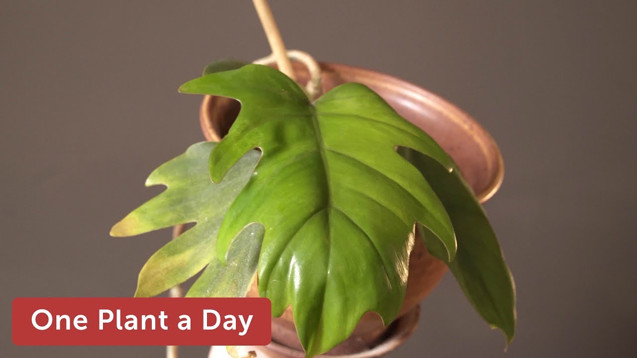 Philodendron mayoi Houseplant Care — 304 of 365