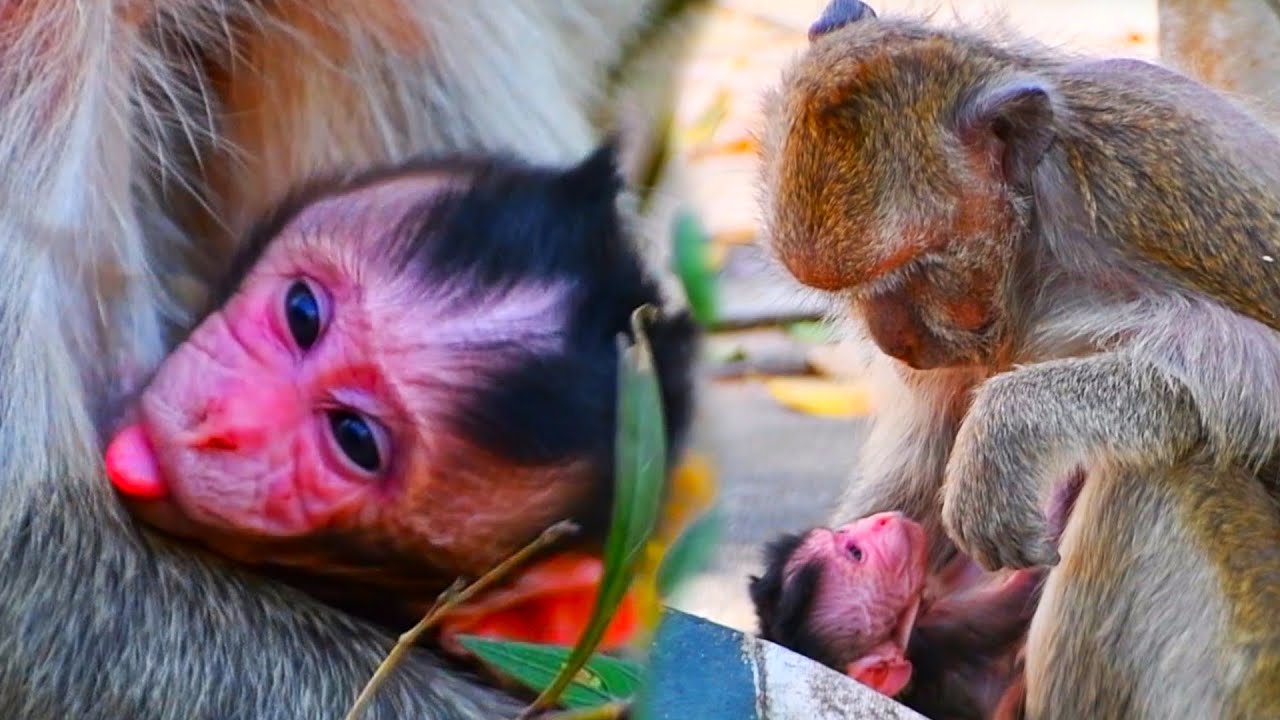 Newborn monkeys are still young and are cared for by their mothers and given milk