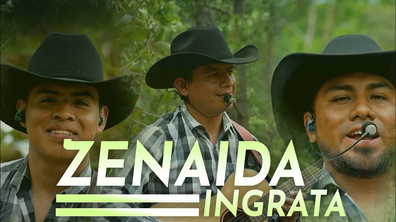 Zenaida ingrata | Guitarras De La Sierra