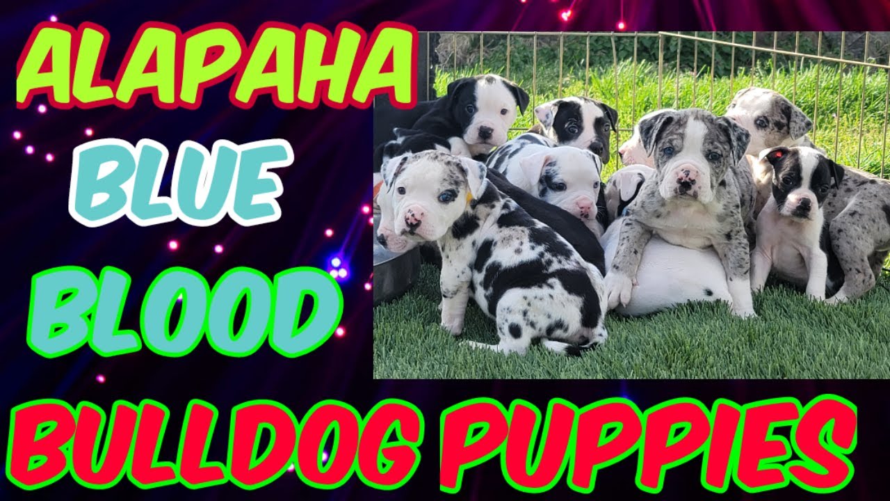 Alapaha Blue Blood Bulldog Puppies 6 Weeks olf #Worldwidekennels