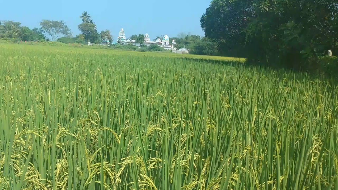 Farmer WhatsApp status😎