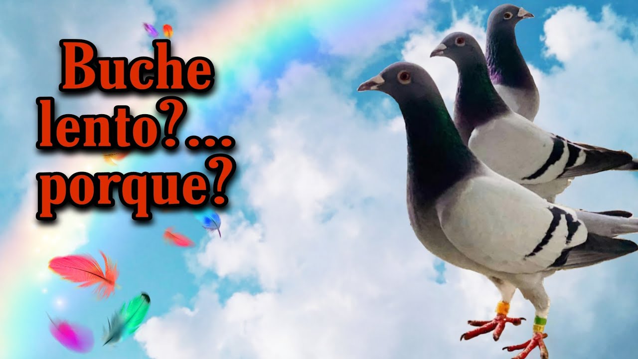 Retención de comida, digestion lenta en las palomas mensajeras...