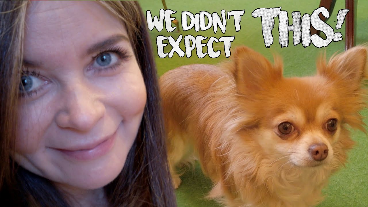 EDINBURGH CHIHUAHUA DOG CAFE | Why this is a MUST VISIT in Edinburgh!