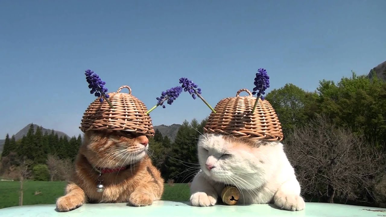 ムスカリ　Muscari